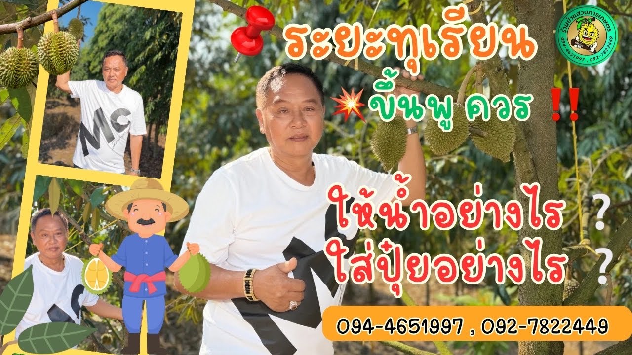 EP 585 | 📌ระยะทุเรียนขึ้นพลูควร✅ให้น้ำอย่างไร❓✅ใส่ปุ๋ยอย่างไร❓