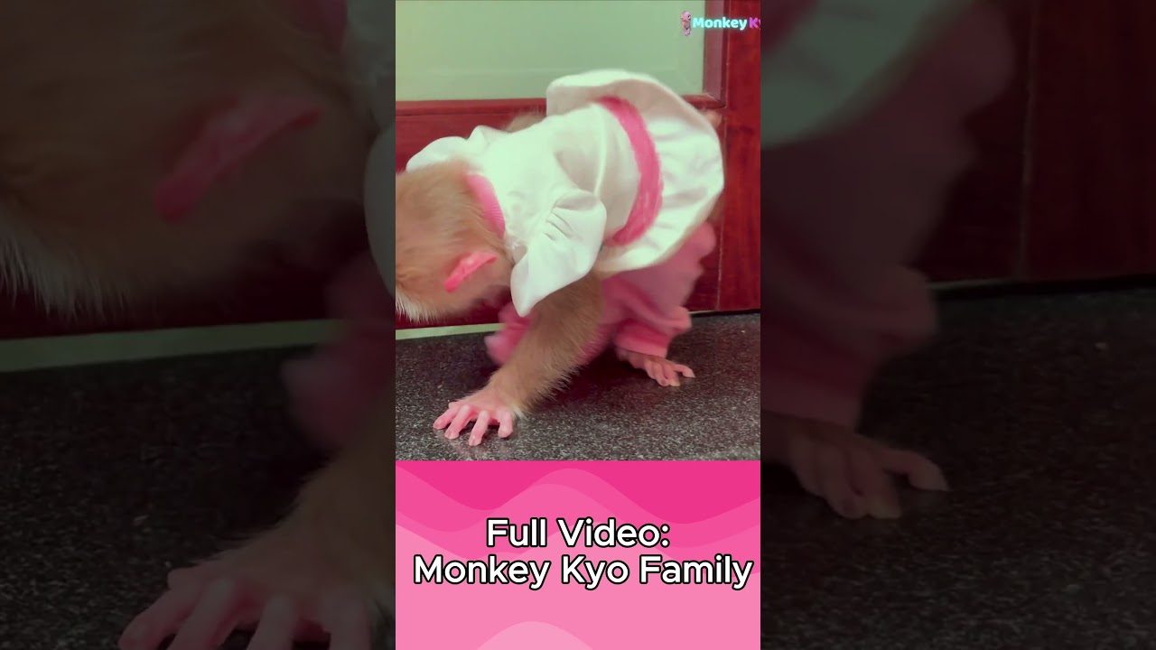 baby monkey wants goes to the toilet  