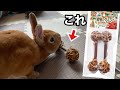 【うさぎのオモチャ】果実(かじ)ってダンベル！！買ってみた！