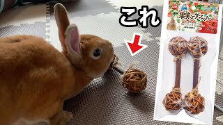 【うさぎのオモチャ】果実(かじ)ってダンベル！！買ってみた！