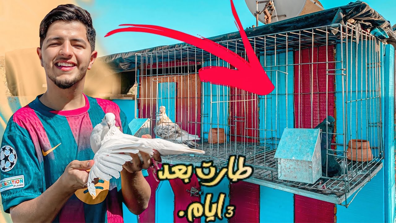 تحدي طلقت حمامة بعد تلال أيام 🤯 صوبت سبوتنيك 😂