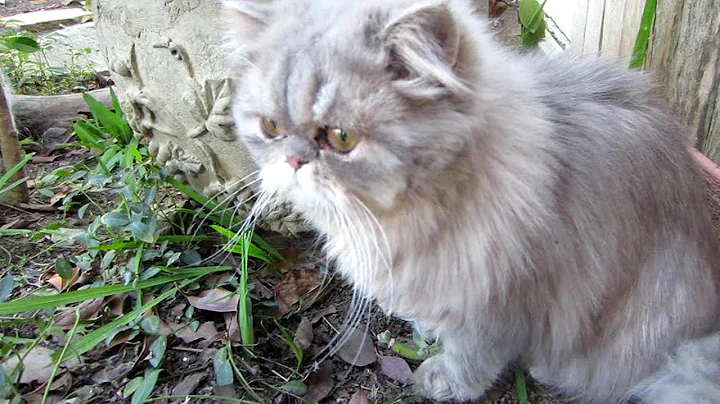 Video 11835961: persian kitten