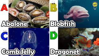 Learn Ocean Animal Names | ABC Sea Animals song | Most Popular Sea Creatures | Alphabets Kids Song