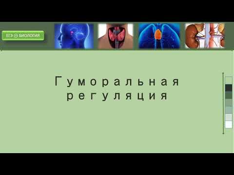 Гуморальная регуляция