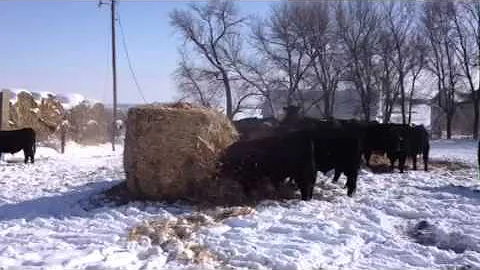 Marcia Larson opens the bale for the bulls