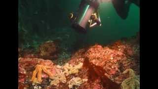Etoiles de mer