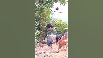 Hlau youtube cho gà rừng gà ta ăn.pub qaib lom zem heev