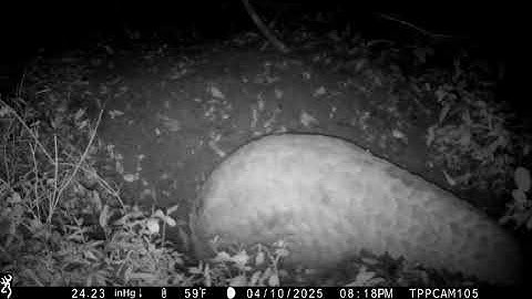 Saruni the Giant Pangolin - camera trap footage