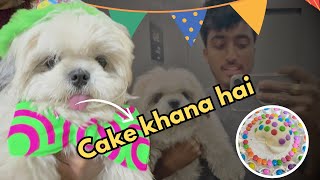 ShihTzu Pet Birthday Celebration