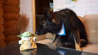 Dog and Baby Yoda hilarious Friendship by Buddy & Friends 19,350 views 3 years ago 2 minutes, 45 seconds