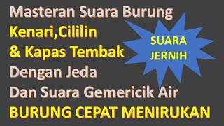 Masteran Suara Burung Kenari Cililin Kapas Tembak Dengan Jeda Dan Suara Gemericik Air