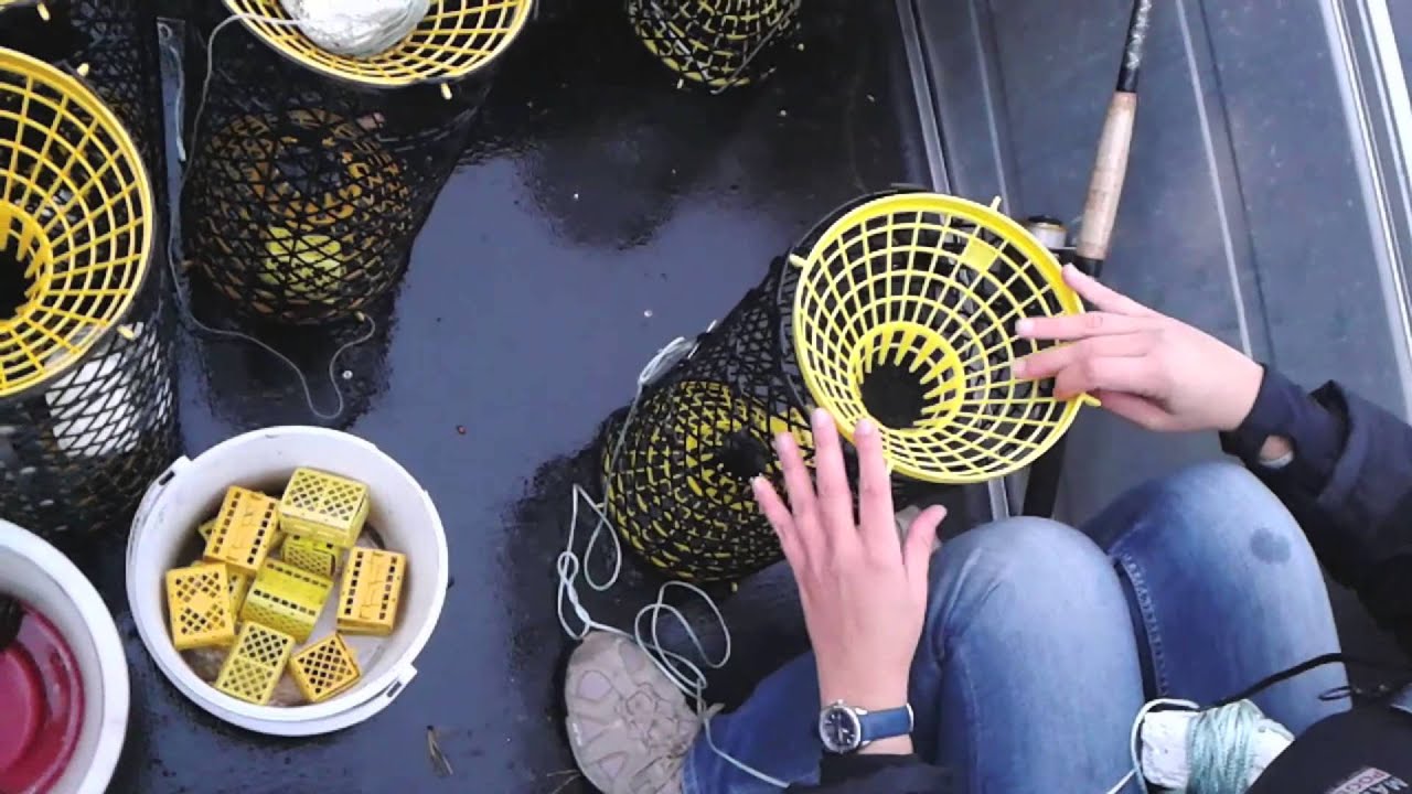 Guau Reactor Colector Pescando cangrejos de río en Suecia - YouTube
