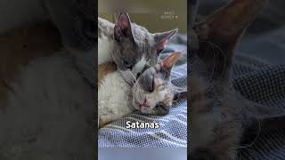 Funniest Demon Cats