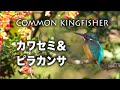野鳥撮影・ 【野鳥動画】カワセミとピラカンサ /4K