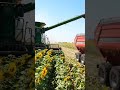 Harvesting an ENDLESS Sea of Sunflowers! 🌻🚜 #ShortsThe Most Beautiful Harvest in the USA! 🇺🇸✨
