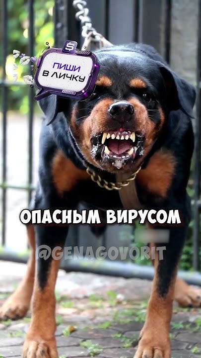 Невероятное заболевание собак делающее их агрессивными 😱 - YouTube