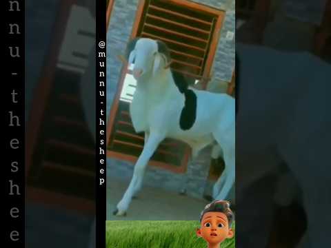 XXL SHEEP