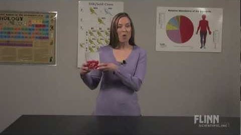 Diffusion Demonstration Model