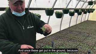Seed and Cuttings Greenhouse Tour at Dill