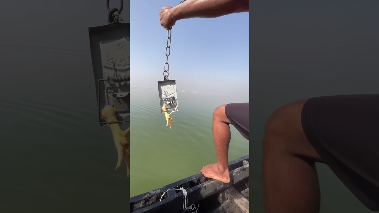 i piece chicken leg bait throwing from river 