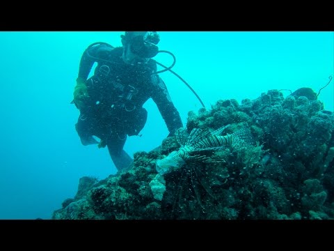 Diving and Spearfishing