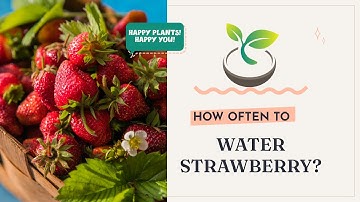 🍓🌿 How Often to Water Strawberry? Uncover the Secret to Luscious Berries!