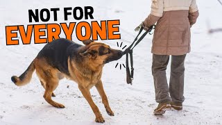 Think Twice Before Getting a German Shepherd