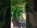 Fake Ferns… But You’d Never Know 👀