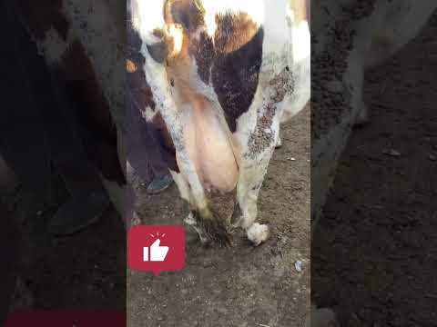 40 لتر من الحليب مشاءالله