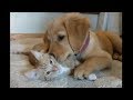 Kitten & puppy cuddle each other in cutest possible way