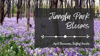 April Blossoms, Beijing Awaits—Jiangfu Park Blooms