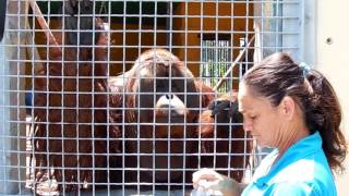 Pongo, 20 years old Orangutan at Suncoast Primate Sanctuary