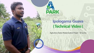 Ipologama Guava - Technical Video.