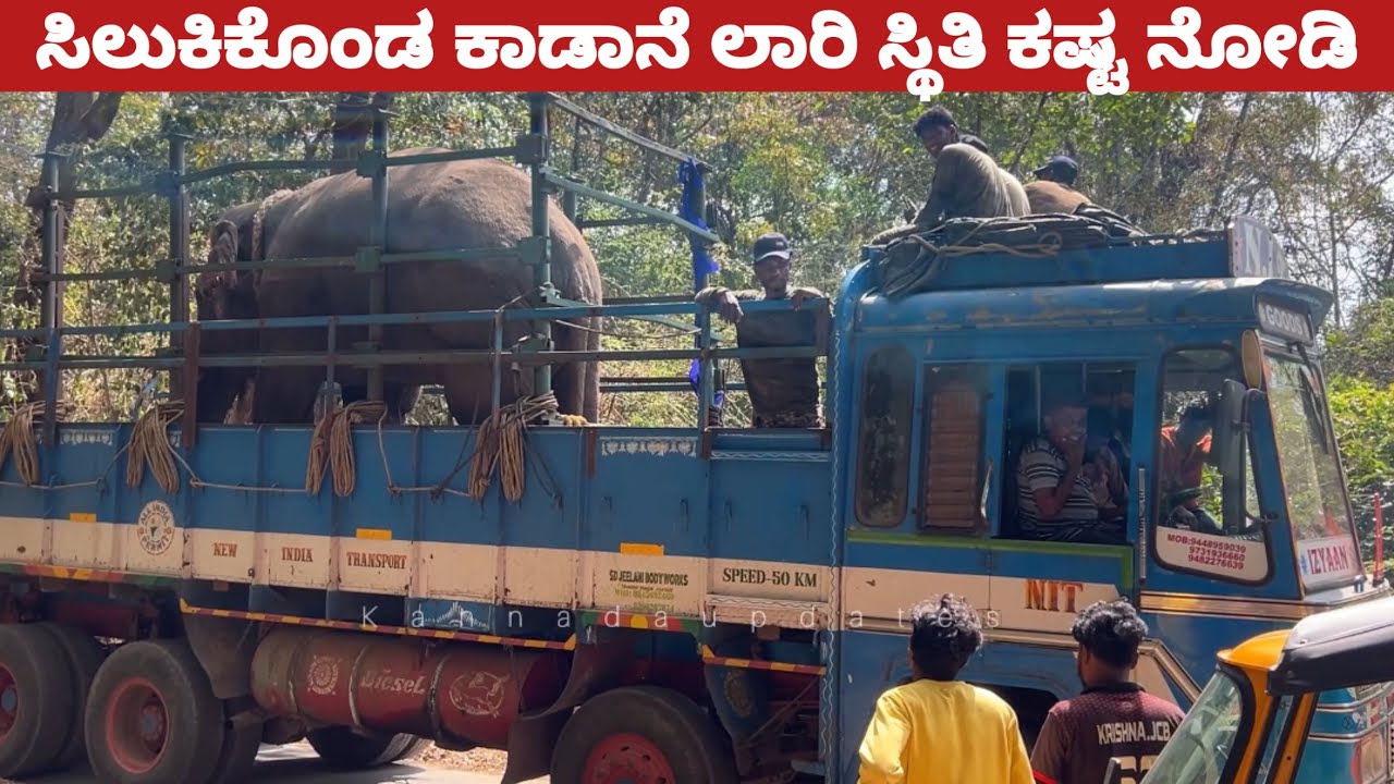 ಲೈವ್ ಸಿಲುಕಿಕೊಂಡ ಕಾಡಾನೆ ಲಾರಿ ಸ್ಥಿತಿ ಕಷ್ಟ ನೋಡಿ , ಸಕ್ರೆಬೈಲುಗೆ ಶಿಫ್ಟ್| Wild elephant lorry and road 