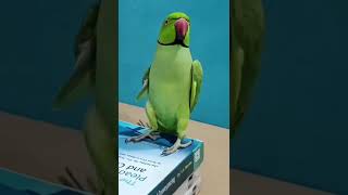 #refugiomental #funny