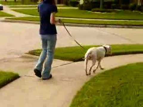 Pit Bull Loose Leash Walk - YouTube