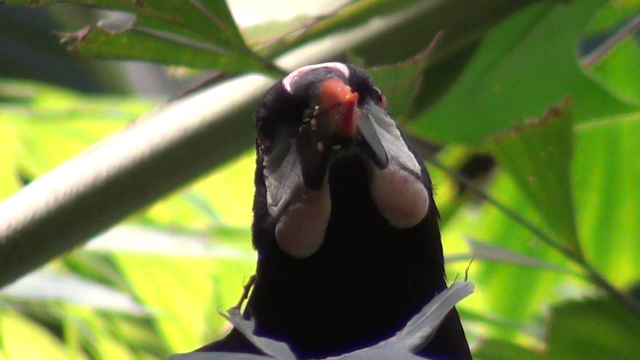 Montezuma Oropendola (feat. Inca Jay) | The Bronx Zoo | World of Birds