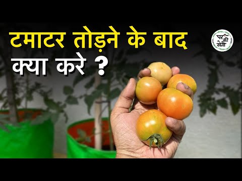 Best Care Tips and Fertiliser For Tomato Plant Growing Hindi 🌿🍅🪴Ghar Ki Kheti Hindi