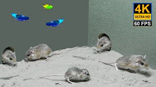 Cat TV mice games for Cats to enjoy - Mouse hide & seek in Holes with Butterflies! 8 hour 4k 60 fps by Palm Squirrels Studio 70 views 1 hour ago 8 hours