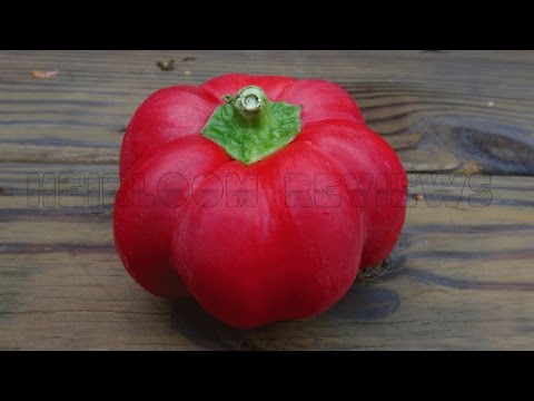 Video: Bulgarsk pepper: dyrking, pleiefunksjoner og anbefalinger
