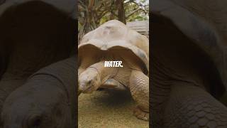 Unbelievable Facts About Galapagos Giant Tortoises You Didn’t Know!