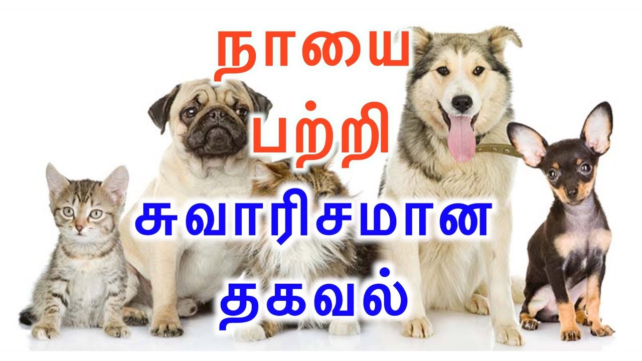 Amazing Pet Shop East Tambaram, Tambaram, Chennai,94441 78727/044
