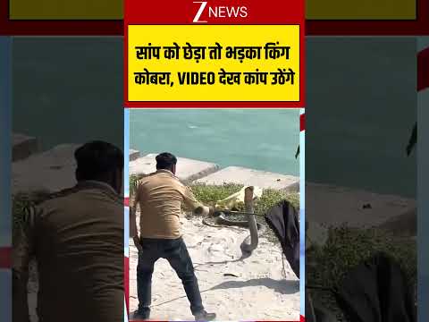 Viral Video: सांप को छेड़ा तो भड़का किंग कोबरा, VIDEO देख कांप उठेंगे #ytshorts #kingcobra