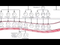 Haematopoesis and Myeloproliferative Disorder  - Overview
