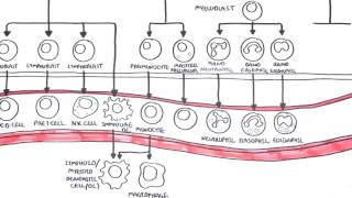 Haematopoesis and Myeloproliferative Disorder  - Overview