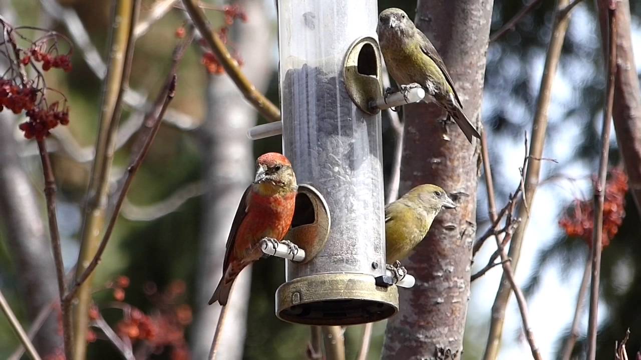 video phone beyonce mp3 HAPPY SPRING🐥✨from Edmonton,Alberta🇨🇦