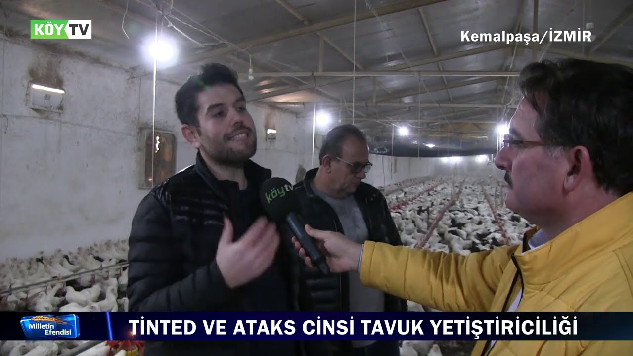 TİNTED ve ATAKS CİNSİ TAVUK YETİŞTİRİCİLİĞİ / BURAK KOÇOĞLU/ 0 532 505 60 77 - KÖY TV