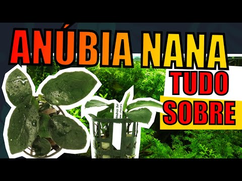 Vídeo: Anubias permuta: tipos e conteúdo