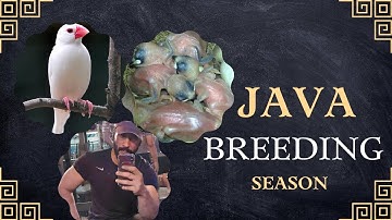 Java Breeding Season #javasparrow #javabreeding #fawnjava