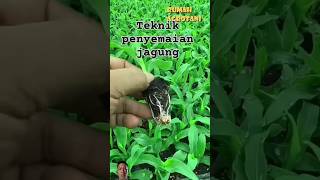 teknik penyemaian jagung #teknik #cara #semai #jagung #mudah #pertanian #farming #garden